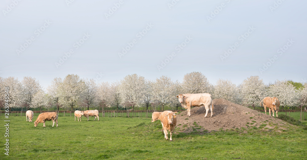blonde daquitaine cows in spring landscape with blossoming trees near utrecht in holland