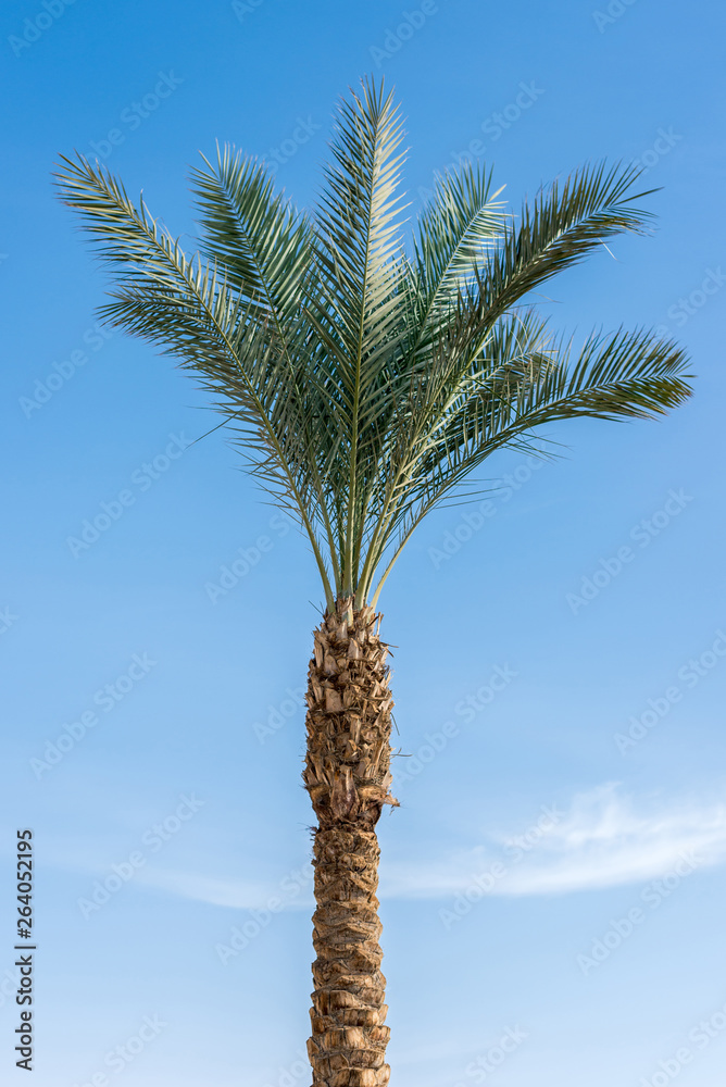 蓝天下的绿色非洲大棕榈树