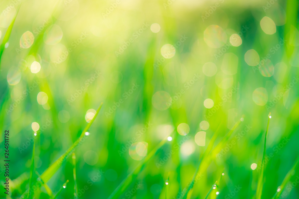Blurred fresh green grass field in the early morning with morning dew. Water drop on tip of grass le