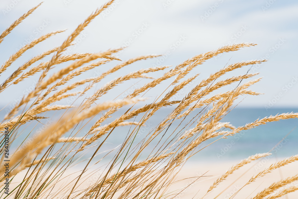 沙丘草海洋景观。柔和海滩背景下的金色沙滩草-图片
