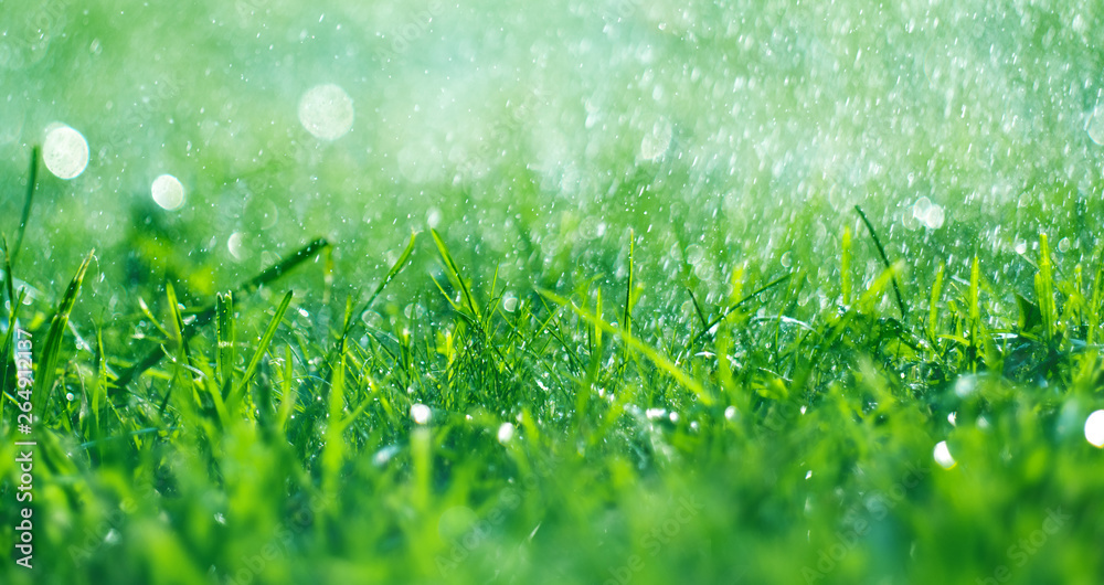 有雨滴的草地。正在浇水的草坪。有露水的新鲜绿色春草特写。柔和的焦点。A