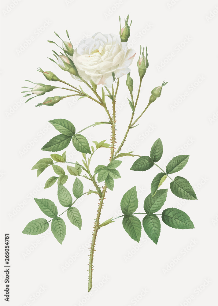罗森堡白玫瑰
