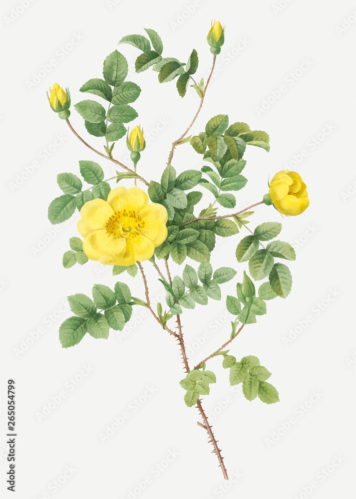 Yellow sweetbriar rose
