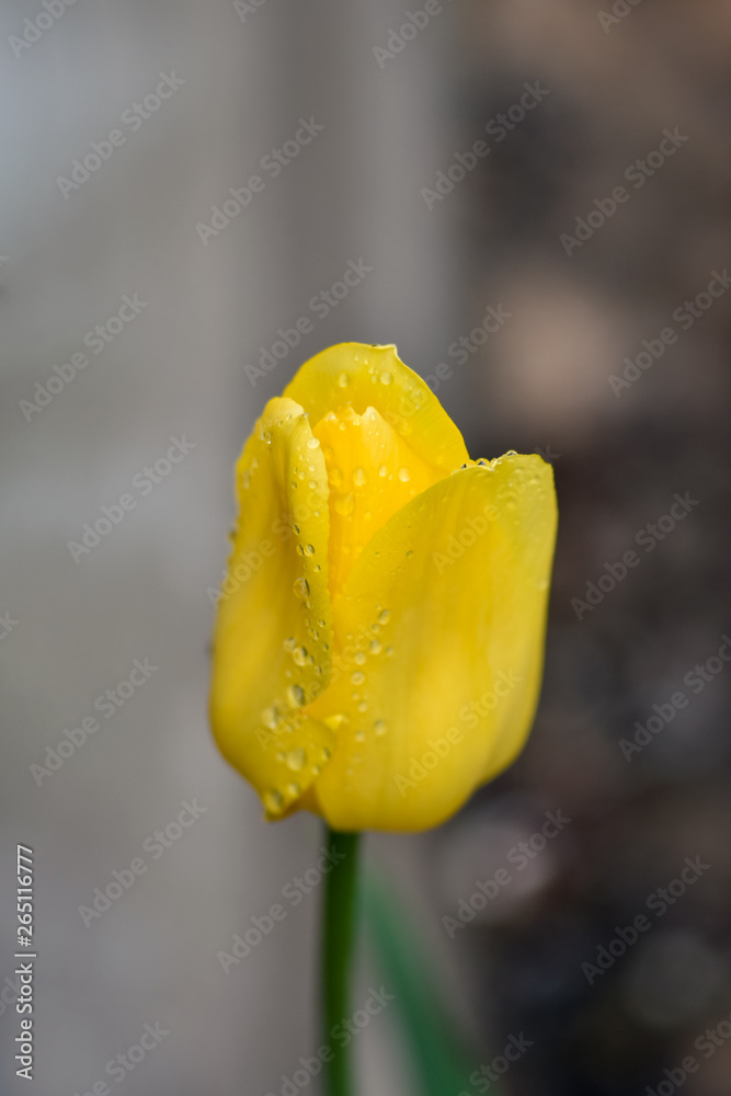 Variations of photos with a beautiful, gentle and lonely flower of a yellow tulip in a garden with r