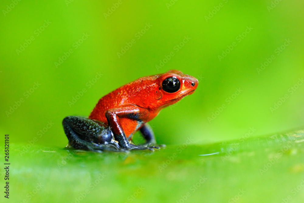 Red Strawberry poison dart frog, Dendrobates pumilio, in the nature habitat, Costa Rica. Close-up po
