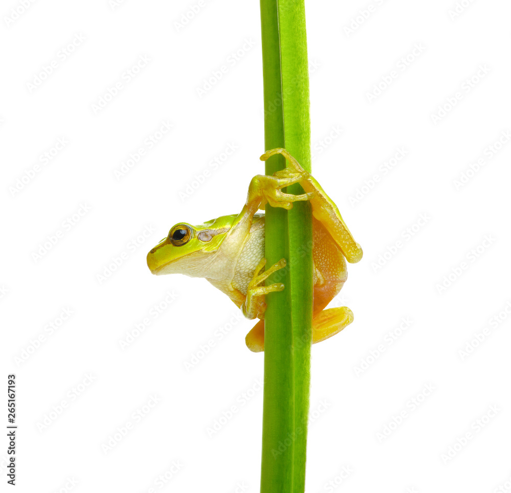 植物上的树蛙