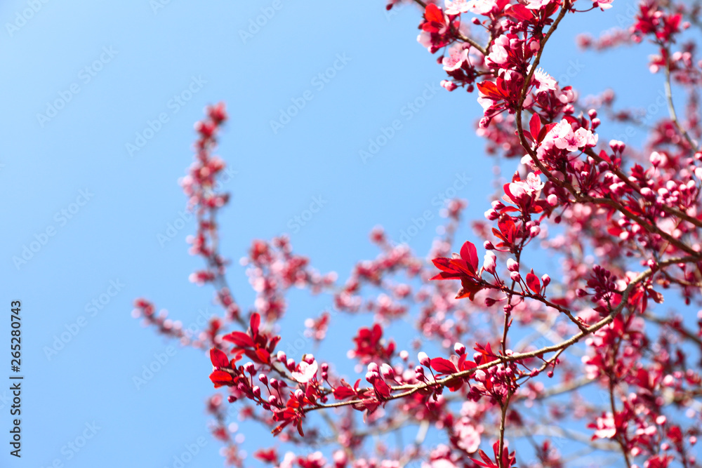 春日里美丽的开花树
