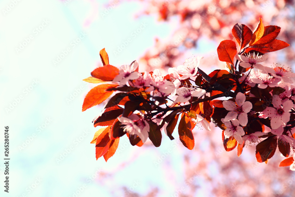 Beautiful blossoming branch on spring day