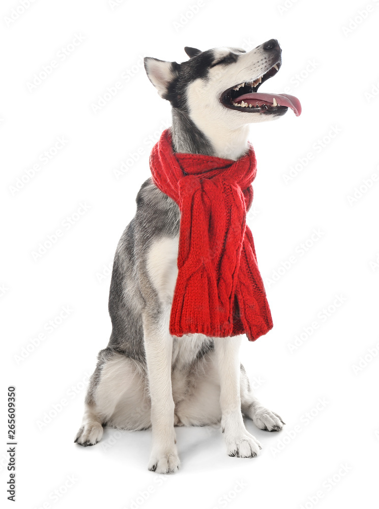 可爱的哈士奇狗，白底暖围巾