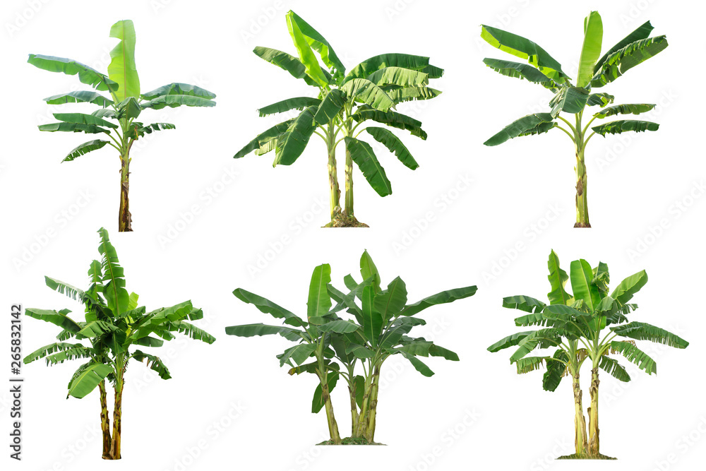 Banana trees collection.Tree isolated on a white background