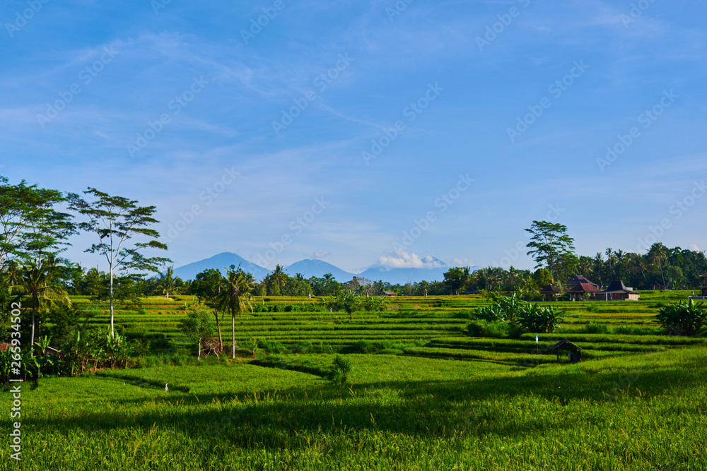 Spectacular view of organic rice fields on terraces of Bali, Indonesia. The volcano Agung on the bac