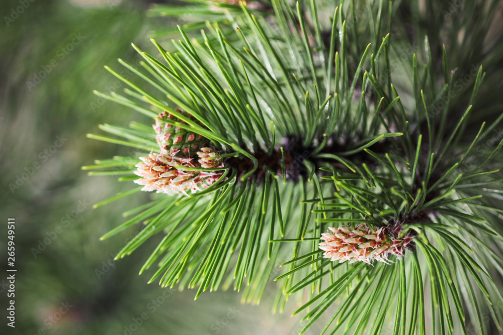 Young Pine Cone, closeup, pine branch, macro photo.
