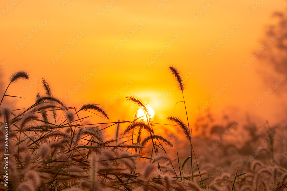 日出时的草花，金色的阳光。农村的花田。橙色的草地ba