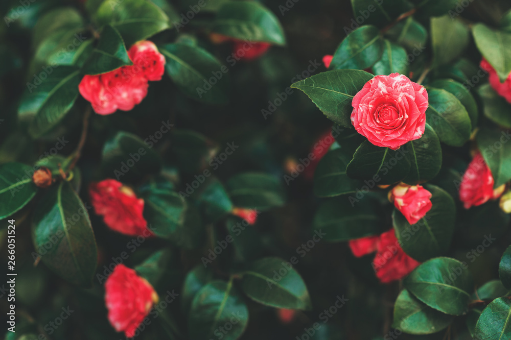春天花园里美丽娇嫩的红色茶花