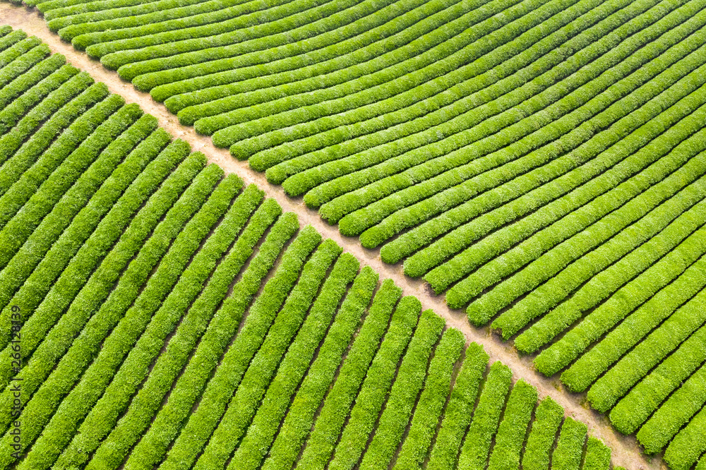 tea plantation background texture