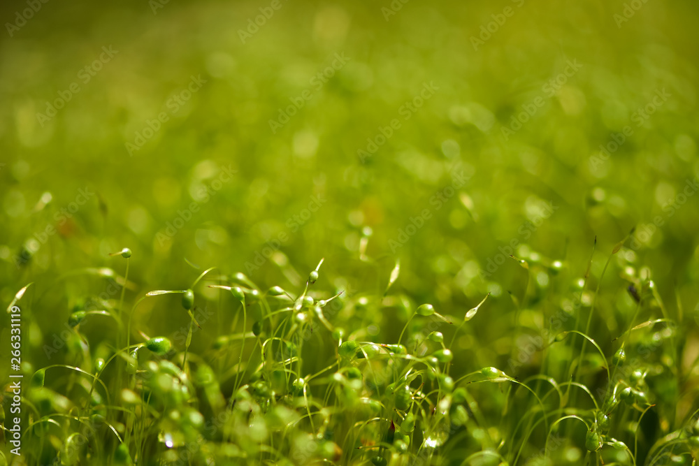 Soft focused close-up shot of green moss seeds with bokeh, blurred shining light abstract background
