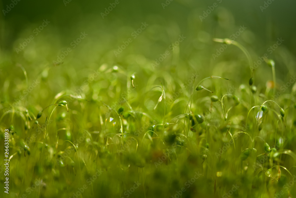 绿色苔藓种子的软焦特写镜头，背景为散焦、模糊、闪耀的抽象光