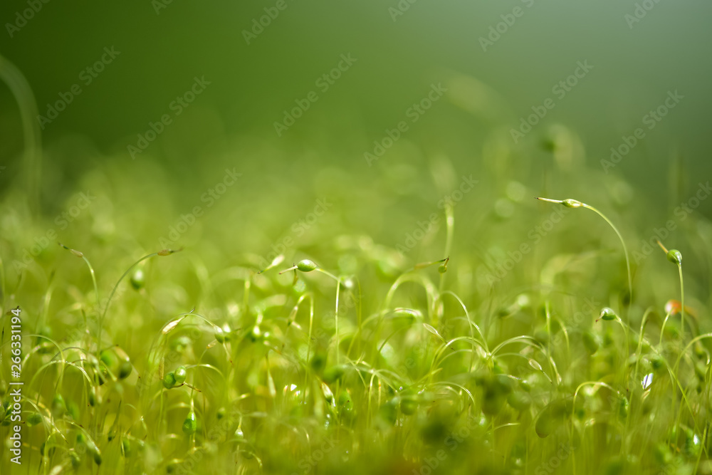 Soft focused close-up shot of green moss seeds with bokeh, blurred shining light abstract background