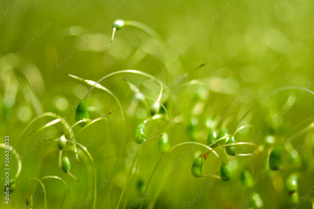 绿色苔藓种子的软焦特写镜头，背景为散焦、模糊、闪耀的抽象光