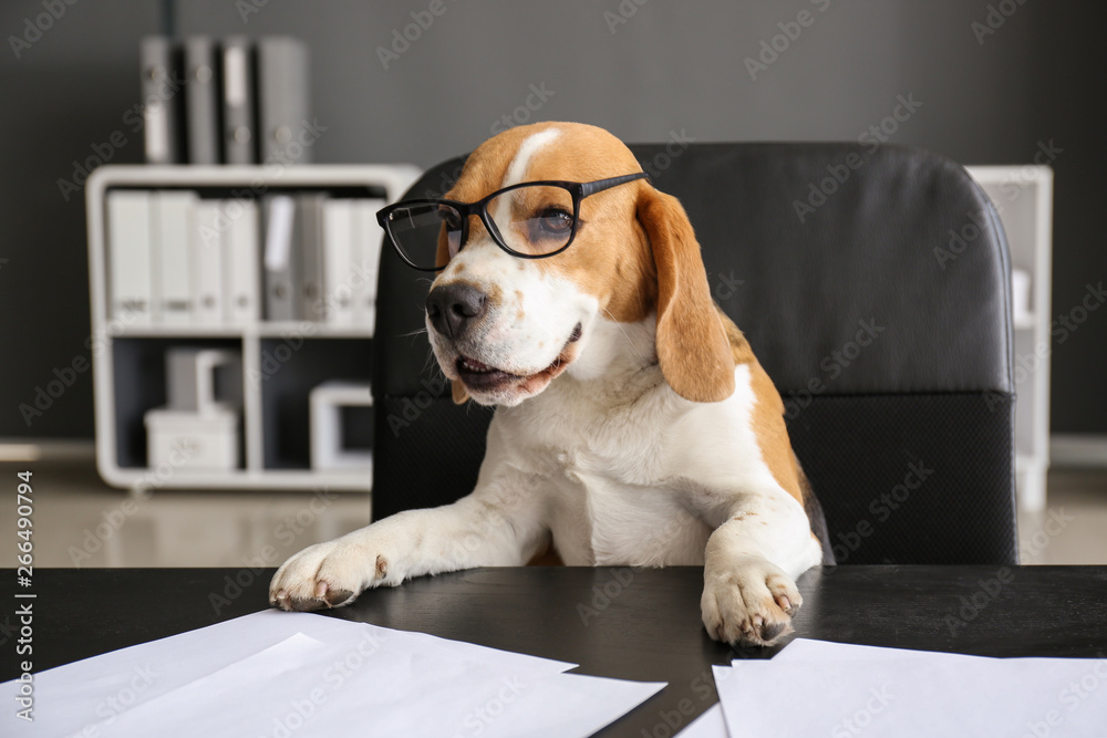 戴着眼镜的可爱有趣的狗坐在办公室的工作场所