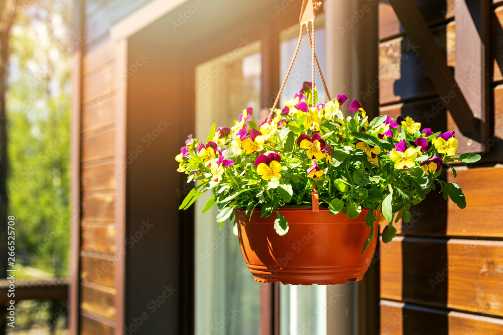 pot with colorful pansy flowers hanging on house exterior wall