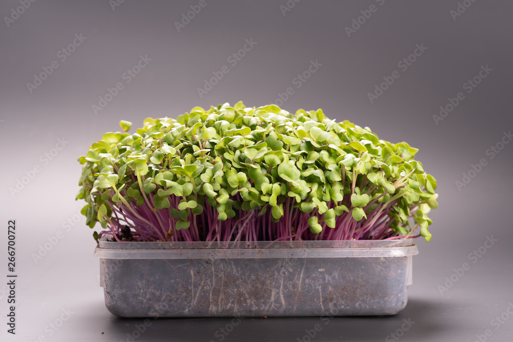 young microgreen vegetable green. A microgreen -  Sprouts in plastic box.  raw sprout vegetables ger