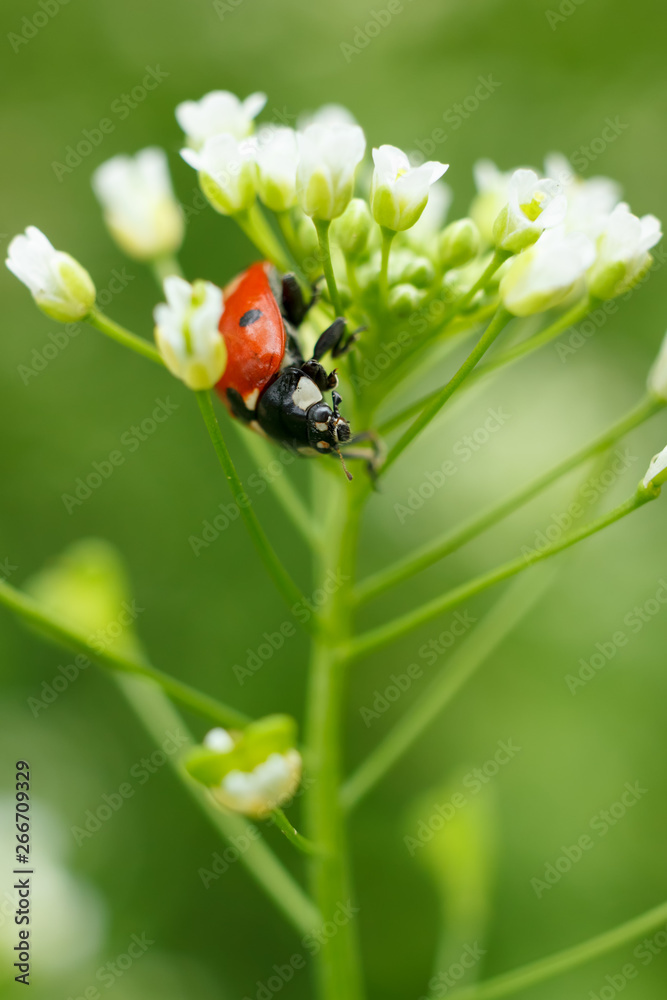 Tiny white flowers with ladybug. Vertical macro photo.