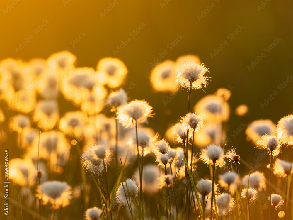 夕阳下的棉花草。自然背景