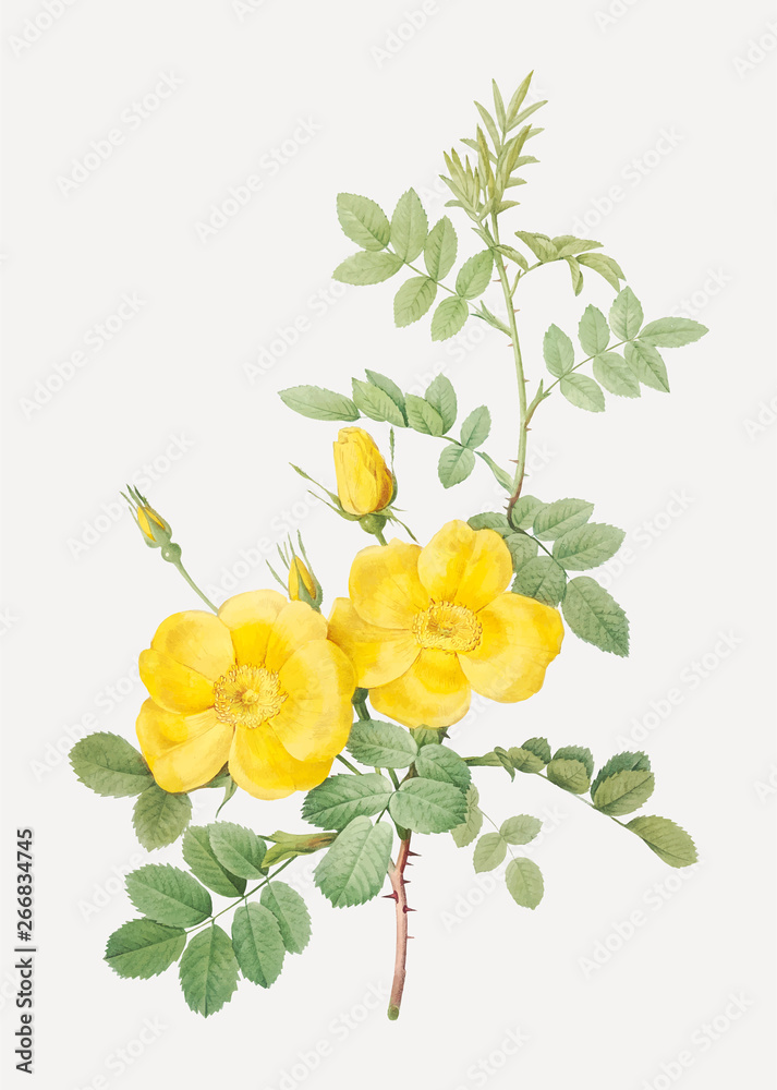 黄色甜玫瑰