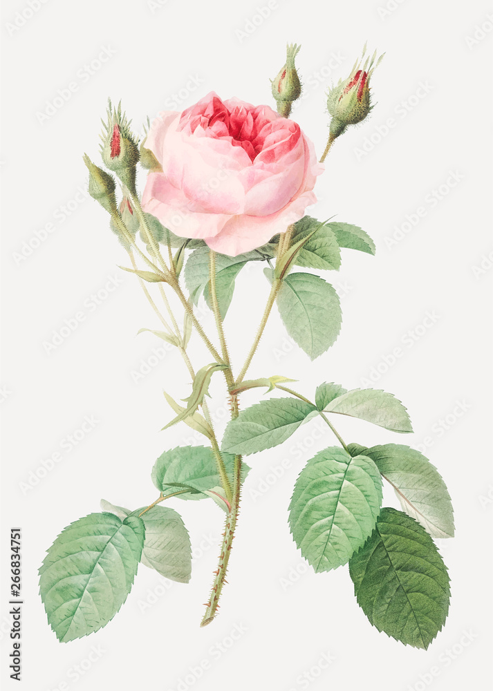 复古玫瑰花丛绘画