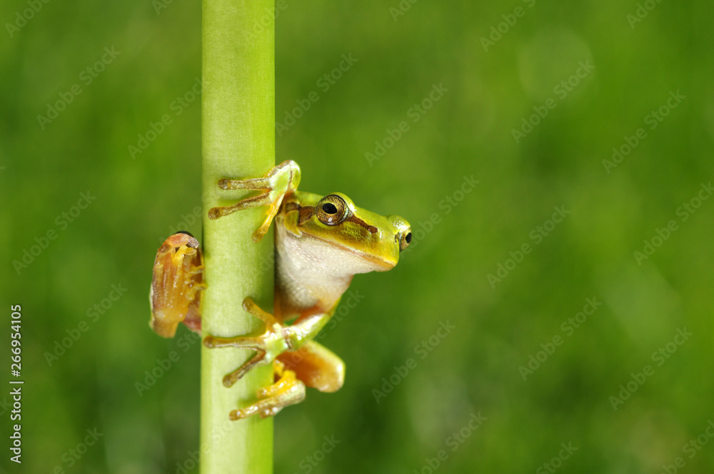 绿色背景上的青蛙