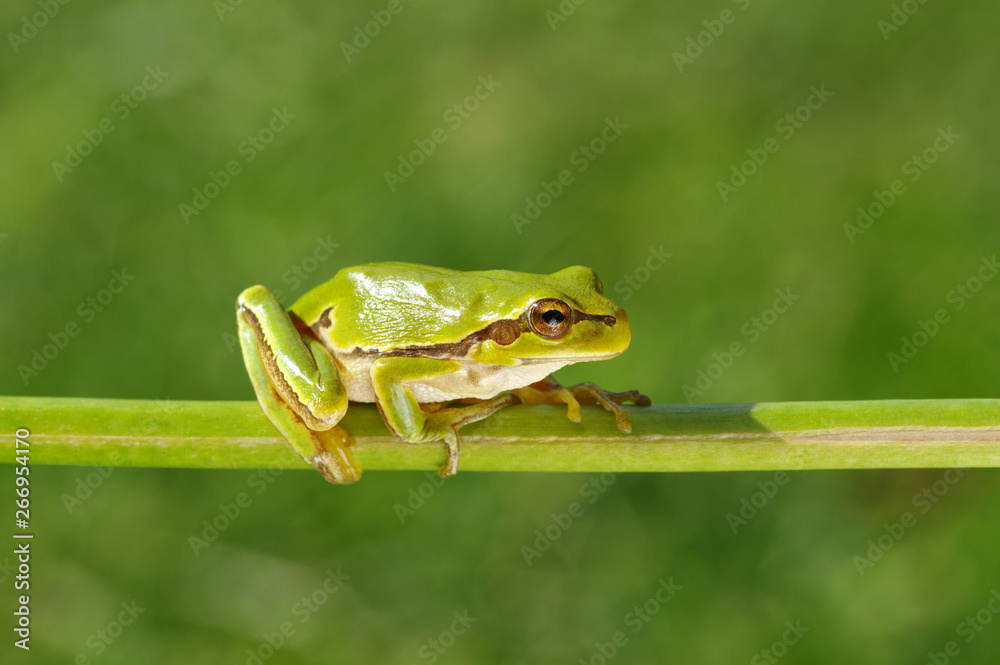 草地上的绿色树蛙