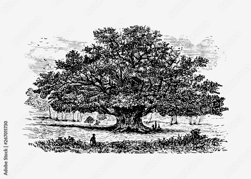 Vintage tree illustration