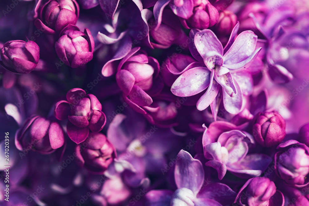 紫丁香花背景，春暖花开