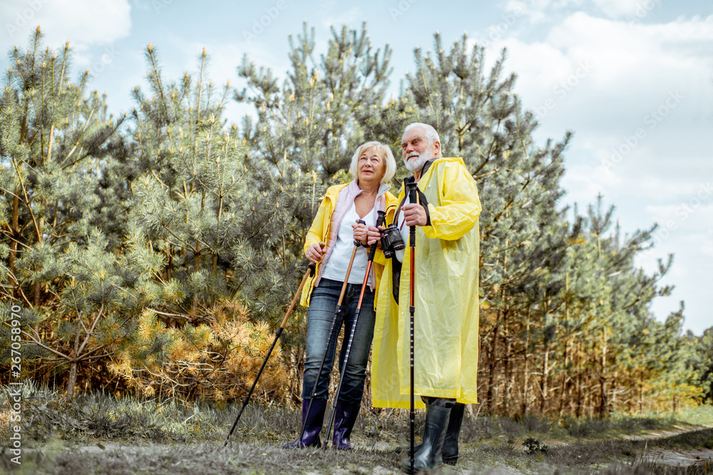 Happy senior couple in yellow raincoats hiking with trekking sticks in the young pine forest. Concep