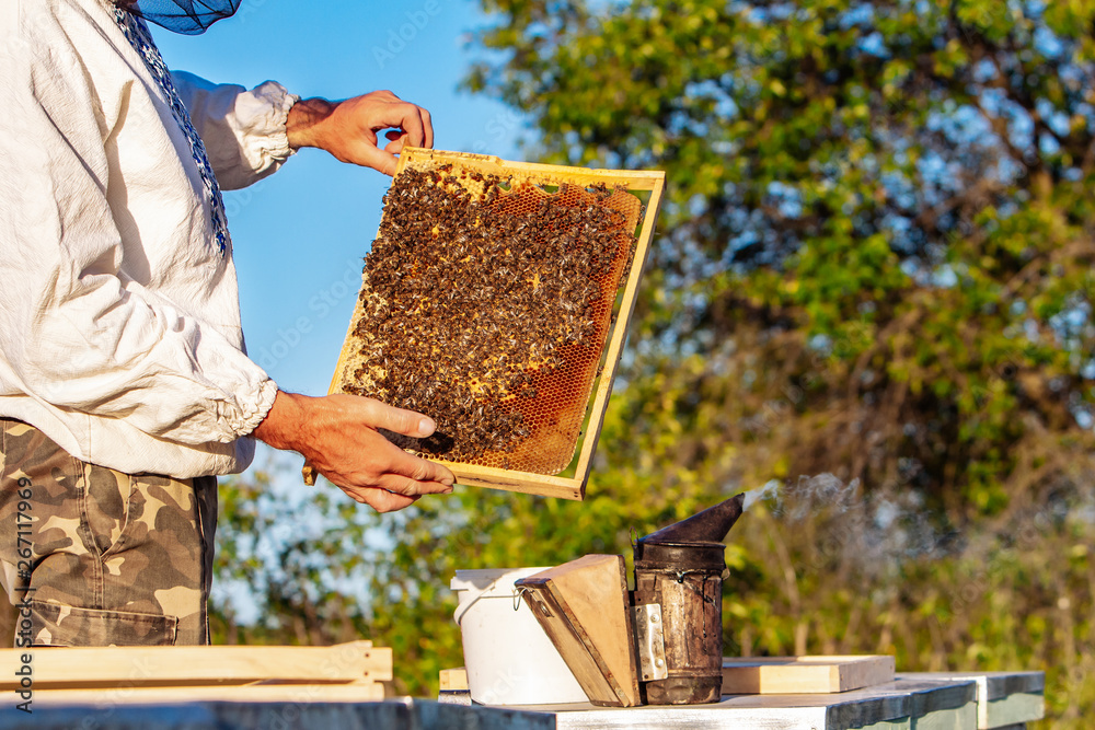 Beekeeper working with bees in his apiary. Bees on honeycombs. Frames of a bee hive