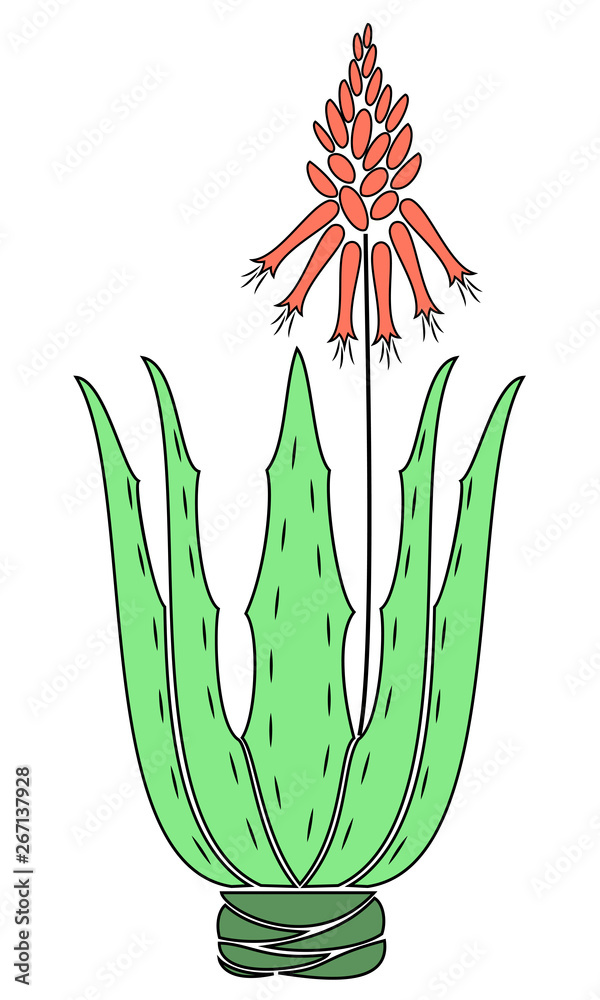 Aloe vera flower pot. Flowerpot blooms, red flower. Beautiful medicinal plant. Vector illustration