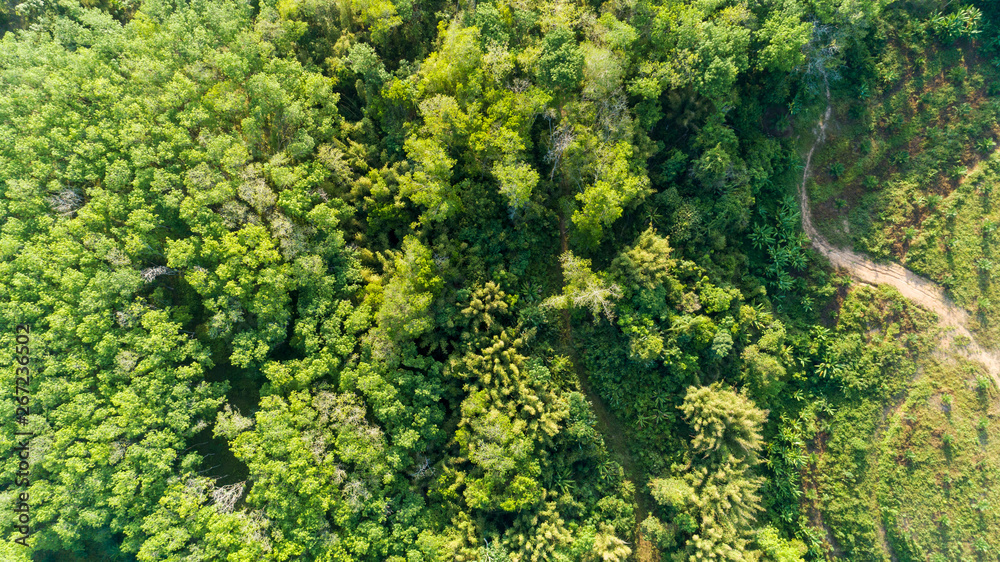 鸟瞰无人机拍摄绿色森林顶部向下美丽的荒野自然风光为背景