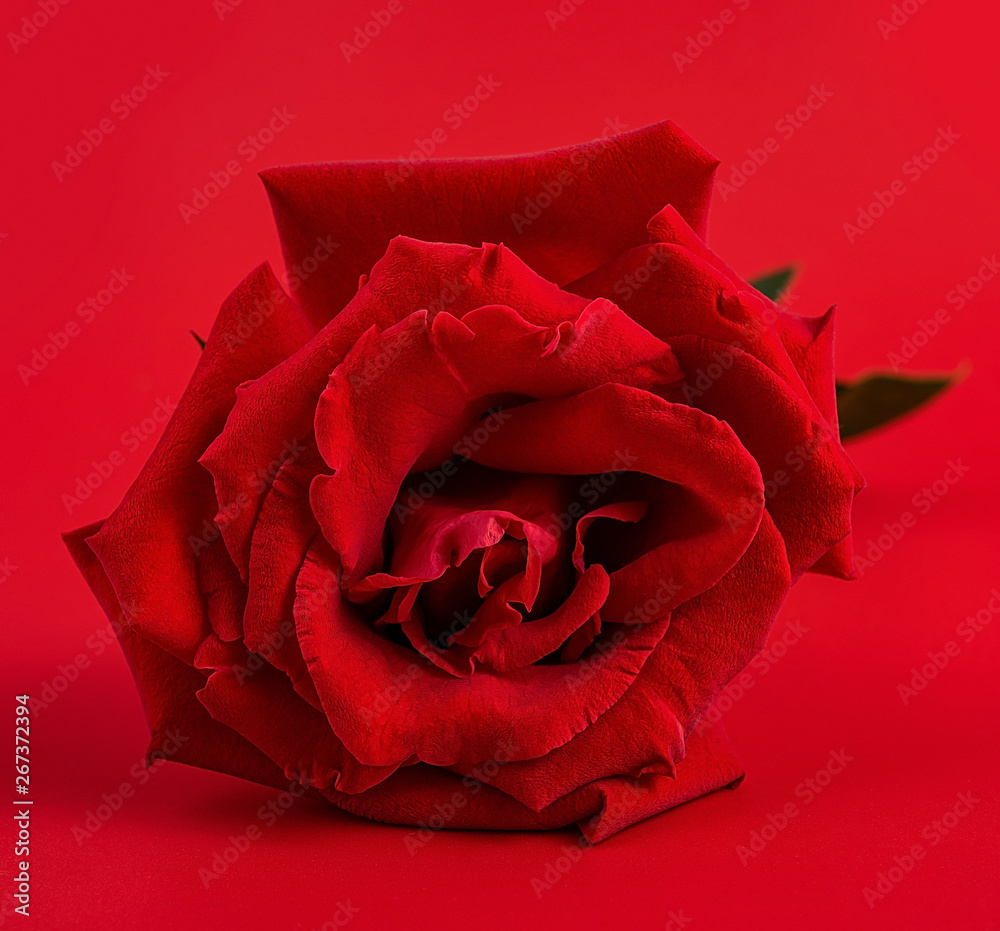 美丽浪漫的红玫瑰海报背景材料