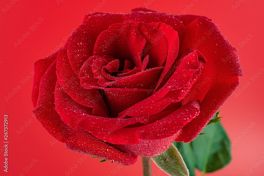 美丽浪漫的红色玫瑰花瓣特写海报背景材料