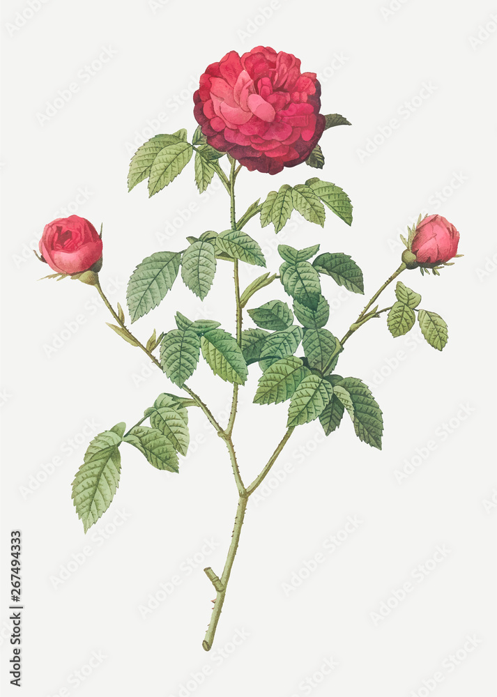 Agatha rose in bloom