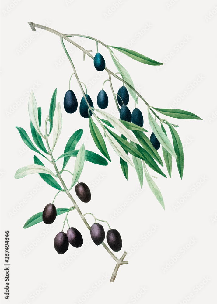 Olive tree branch