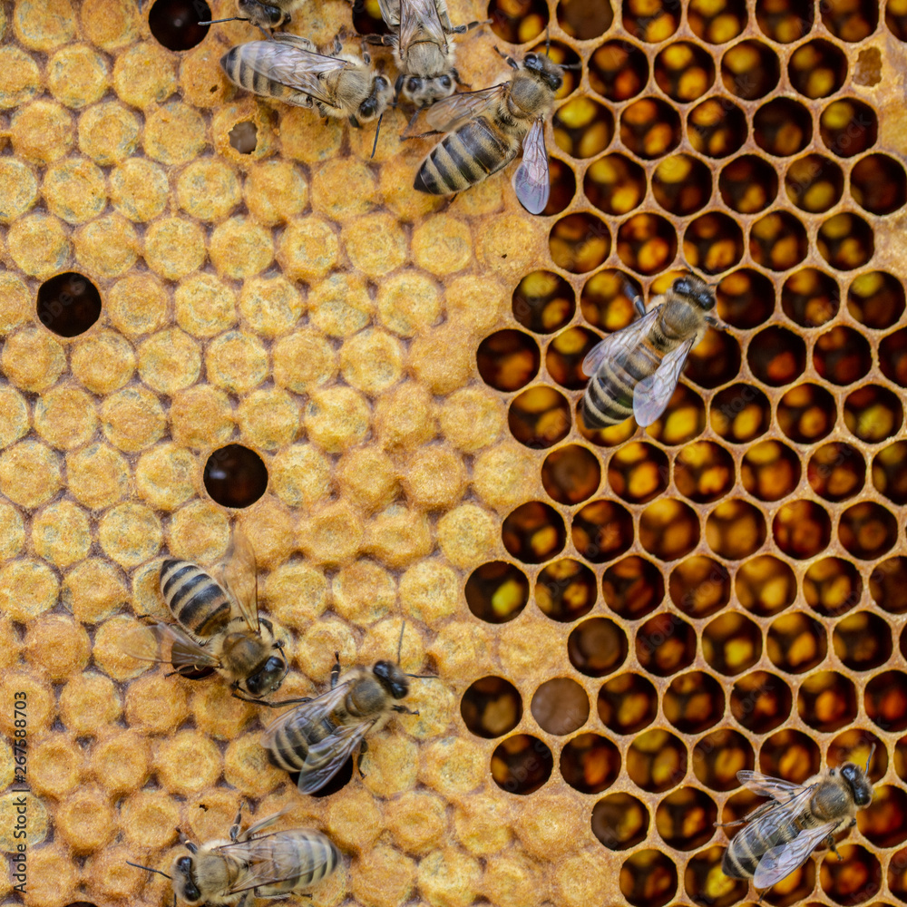 养蜂的概念，蜜蜂移动和工作的蜂窝细胞的纹理。返回gr