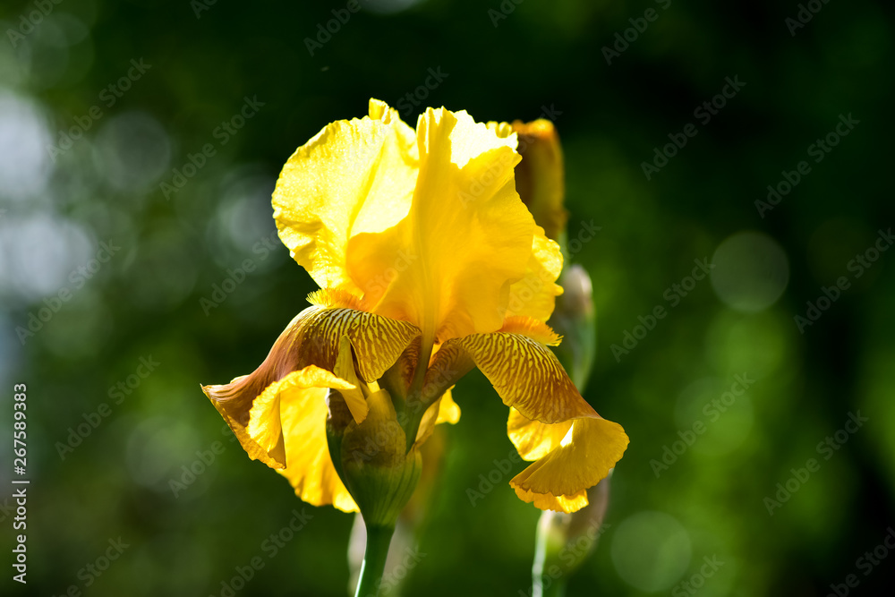 乡村生活——花园里美丽的黄色鸢尾花，在明媚的春日阳光下绽放。