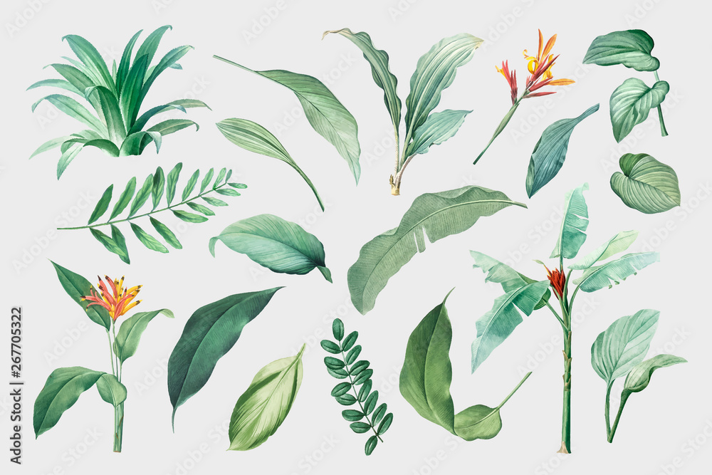 Tropical leaves and plants