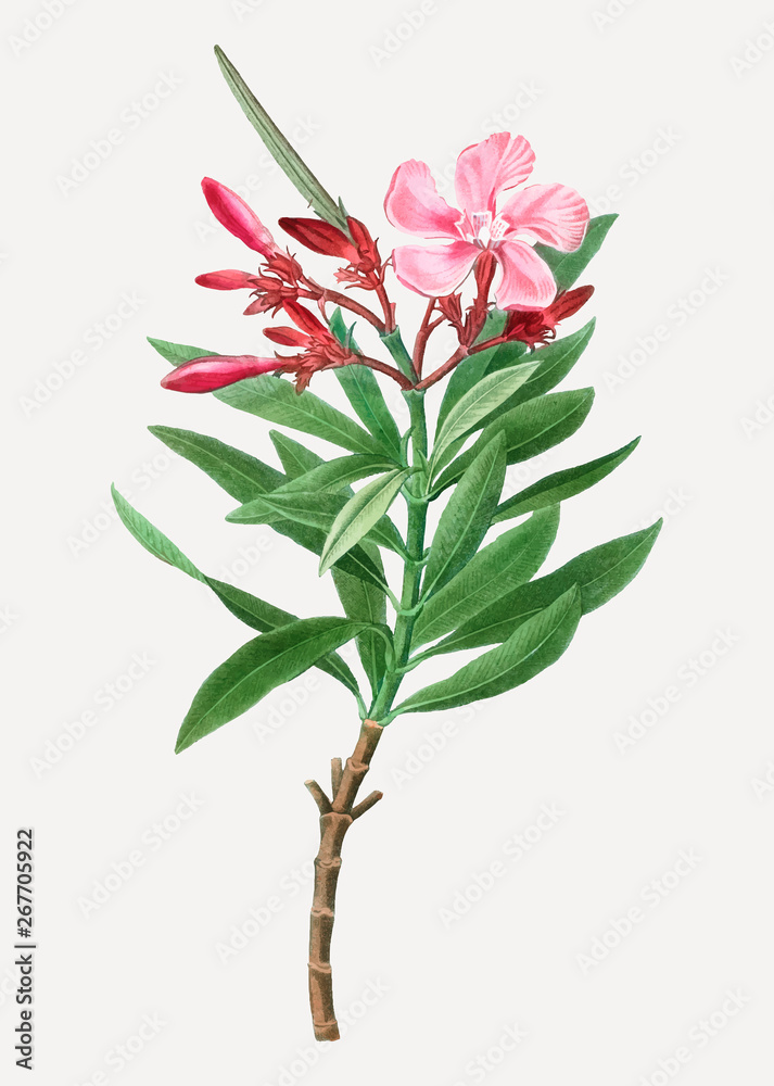 Pink oleander flower