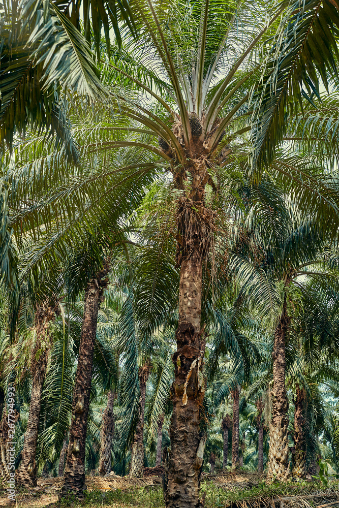 热带森林中棕榈树的美景