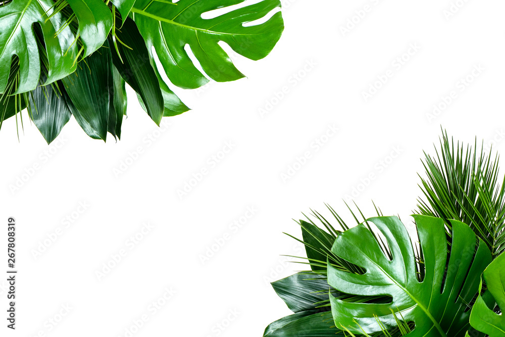 Close up of bouquets of various fresh tropical leaves isolated on white background. Design template.