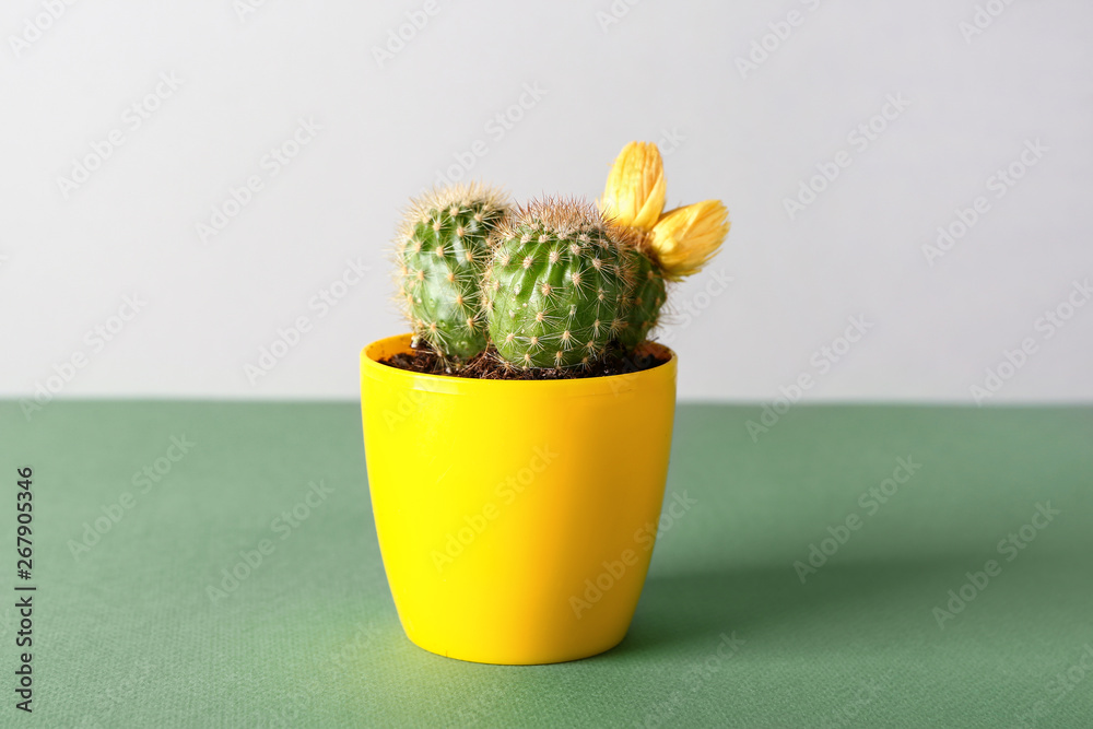 Pot with cactus on color table