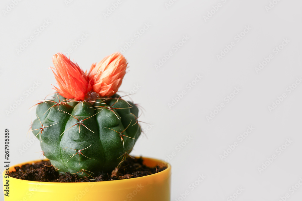 Green cactus in pot on light background